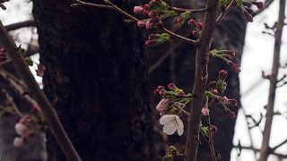 桜、1分咲き