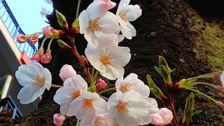 桜3分ざき